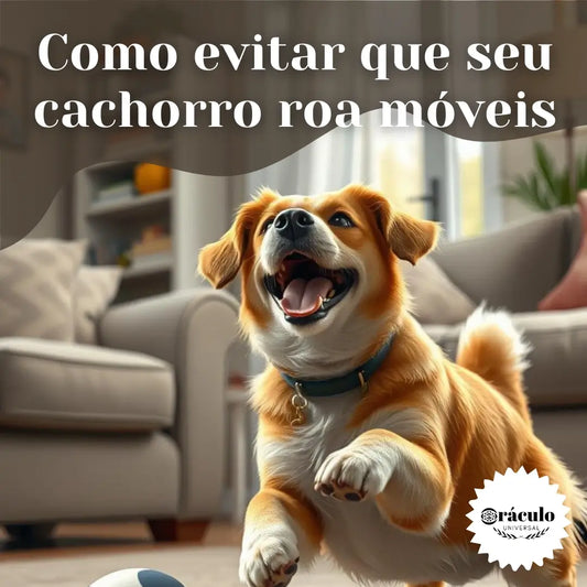 Adestramento de Cães Como Evitar que seu Cachorro roa Móveis